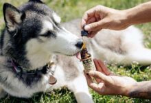 CBD Oil for Dogs Work