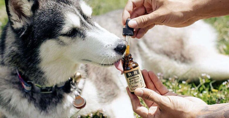 CBD Oil for Dogs Work